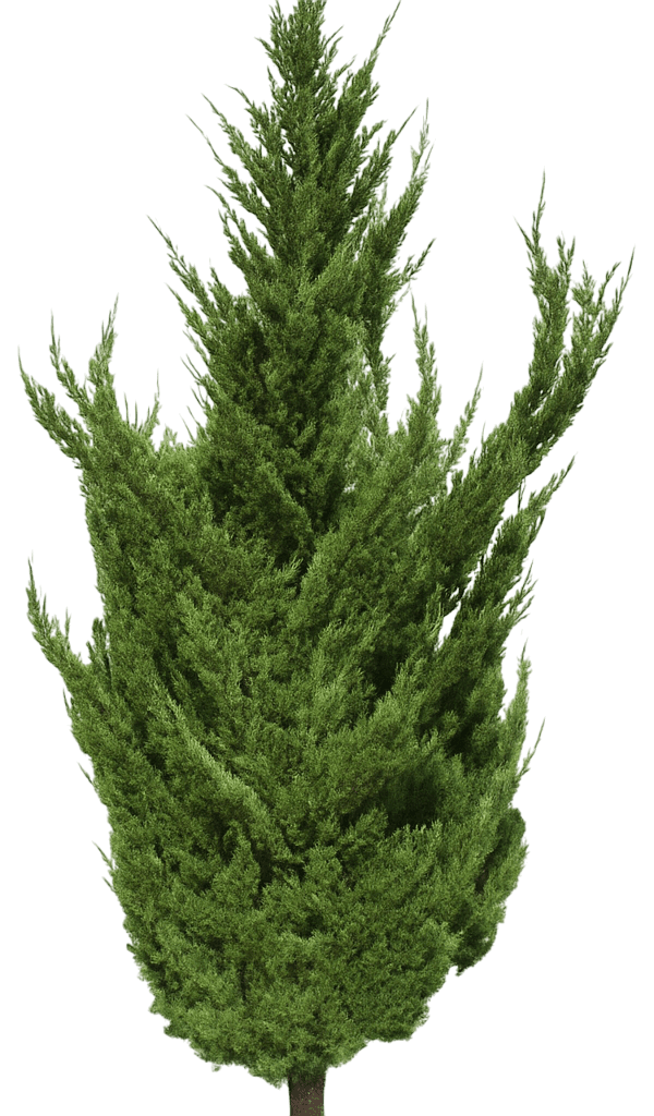 Chinese Juniper 'Torulosa' (Juniperus Chinensis 'Torulosa') - Evergreen Trees