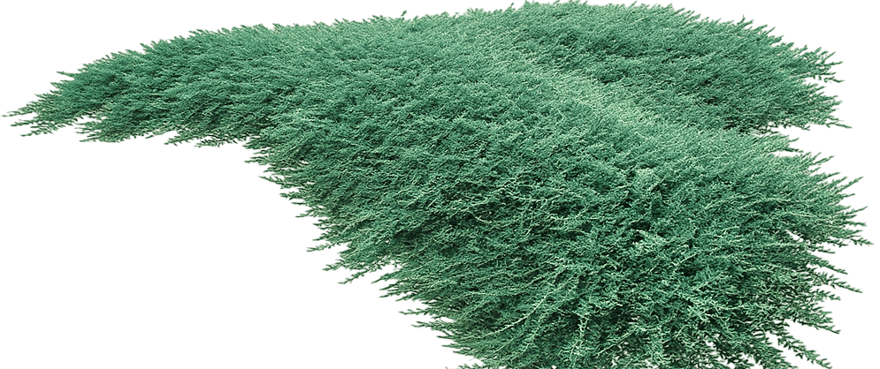 Creeping Juniper 'Bar Harbor' (Juniperus Horizontalis 'Bar Harbor') - Ground Layers