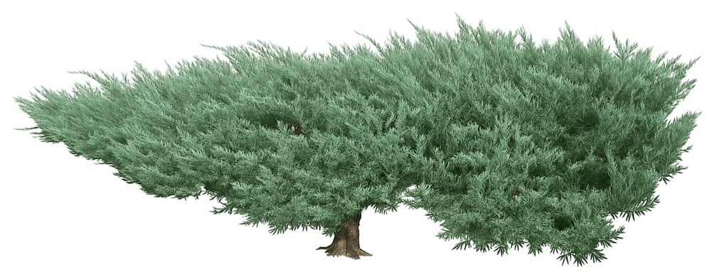 Creeping Juniper 'Hughes' (Juniperus Horizontalis 'Hughes') - Ground Layers