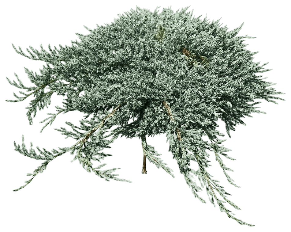 Creeping Juniper 'Monber' Icee Blue® Icee Blue® (Juniperus Horizontalis 'Monber') - Ground Layers