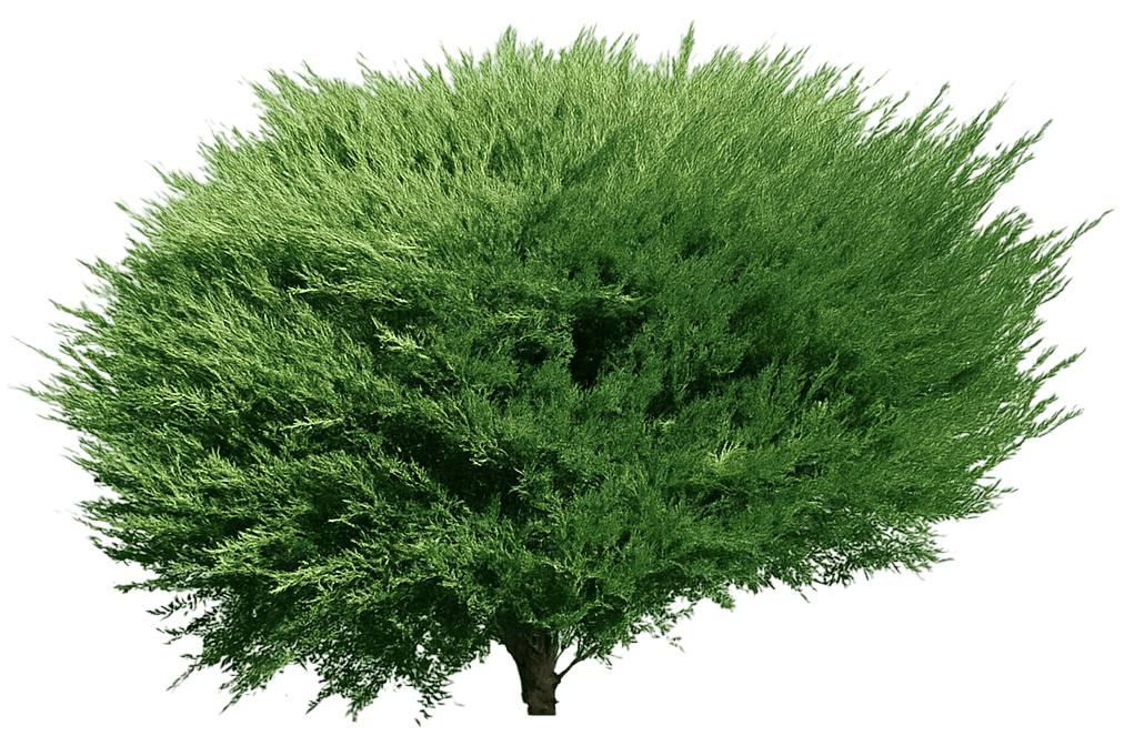 Creeping Juniper 'Youngstown' (Juniperus Horizontalis 'Youngstown') - Ground Layers