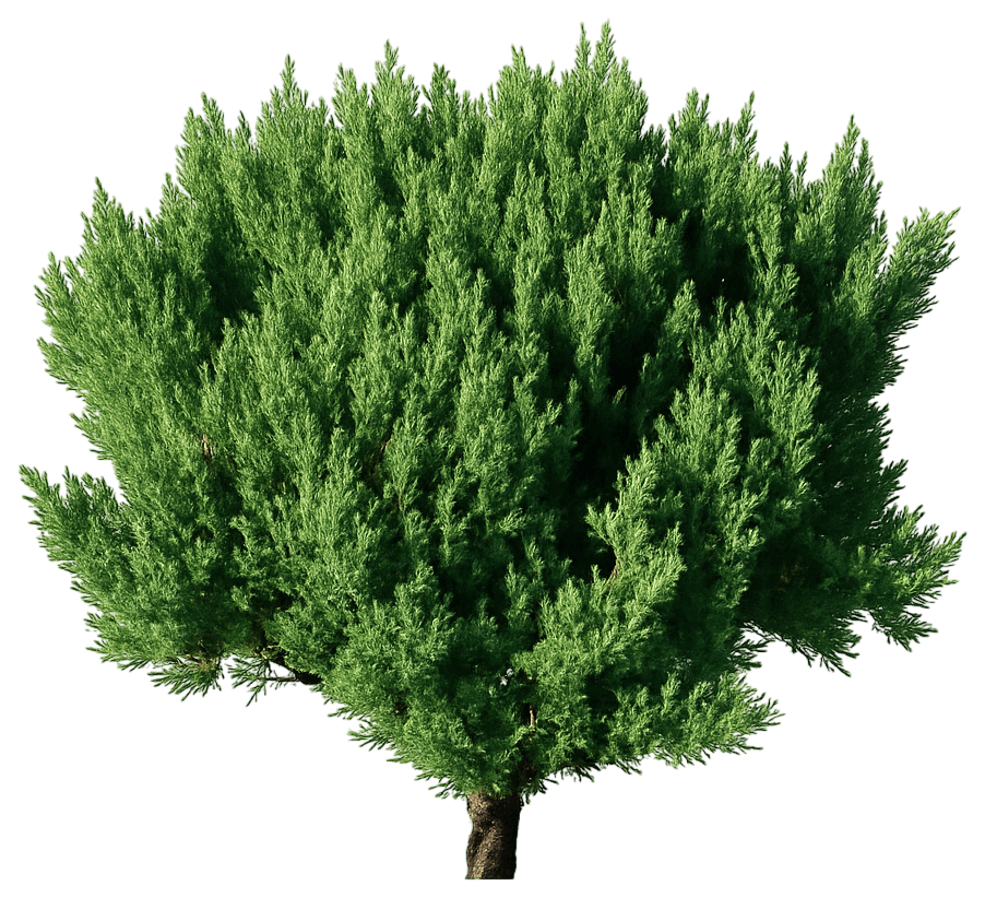 Creeping Juniper 'Blue Forest' (Juniperus Sabina 'Blue Forest') - Evergreen Trees