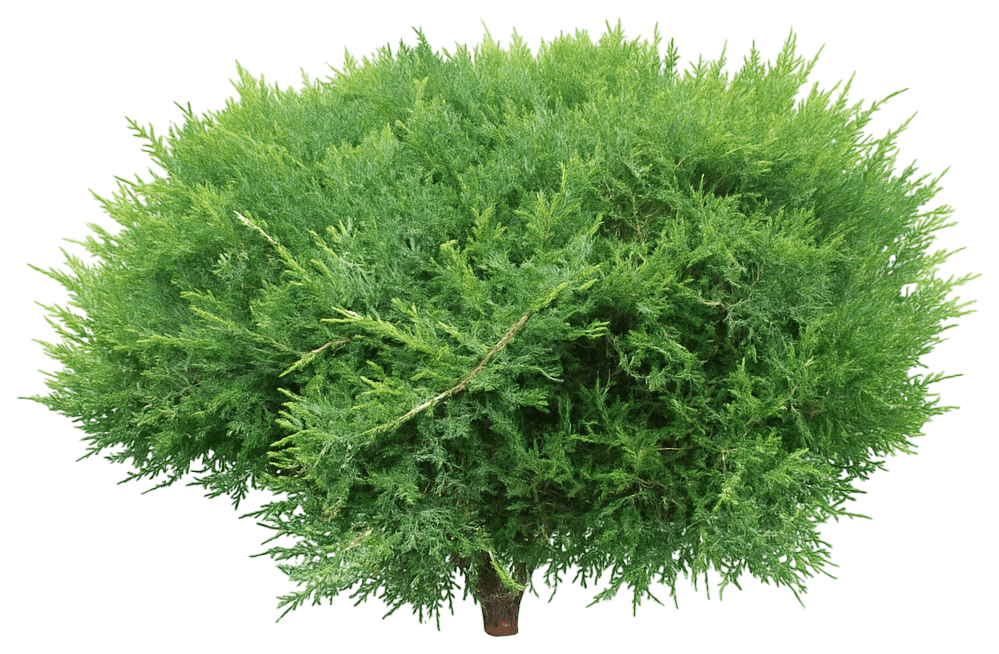 Creeping Juniper 'Broadmoor' (Juniperus Sabina 'Broadmoor') - Evergreen Trees
