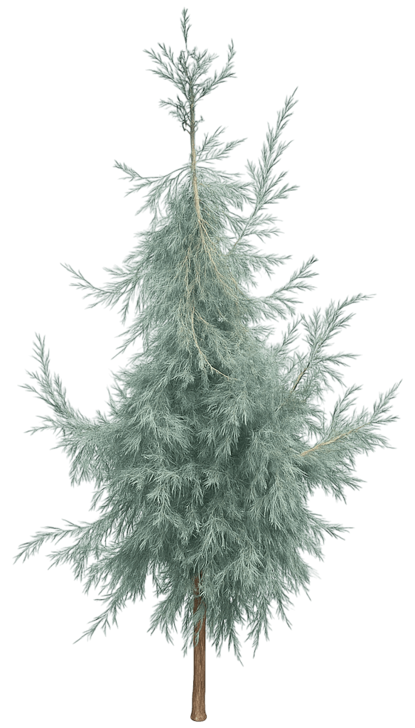 Upright Juniper 'Candelabra' (Juniperus Scopulorum 'Candelabra') - Evergreen Trees