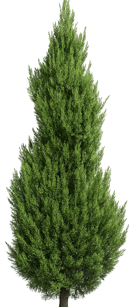 Dwarf Upright Juniper 'Emerald Feather' (Juniperus Virginiana 'Emerald Feather') - Evergreen Trees