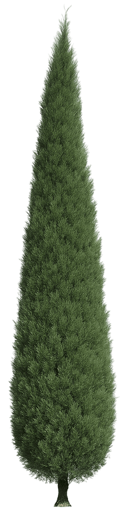 Eastern Red Cedar Upright Juniper 'Taylor' (Juniperus Virginiana 'Taylor') - Evergreen Trees