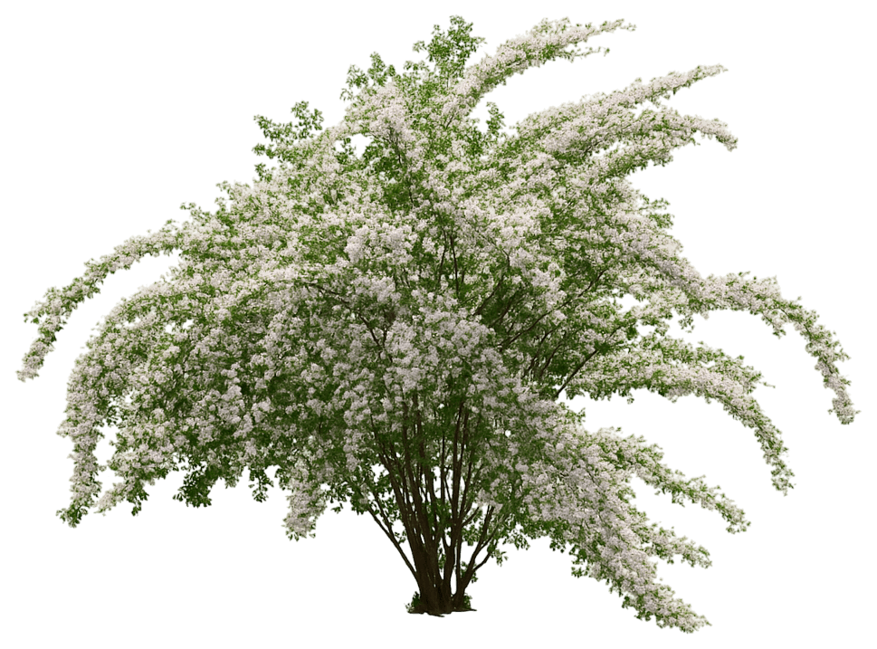 Beauty Bush (Kolkwitzia Amabilis) - Ground Layers