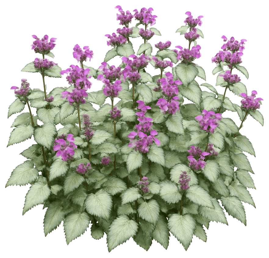 Spotted Dead Nettle 'Orchid Frost' (Lamium Maculatum 'Orchid Frost') - Perennials