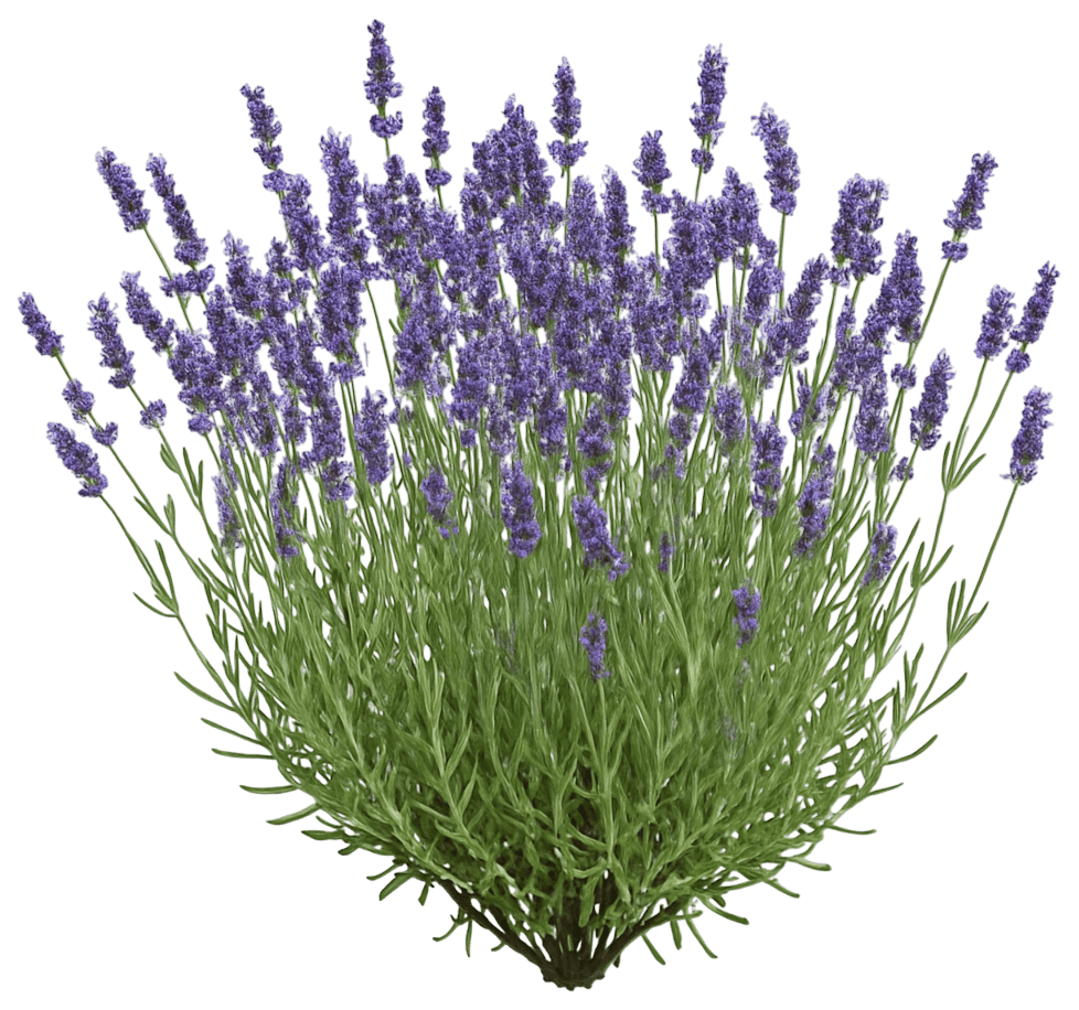 English Lavender 'Ellagance Purple' (Lavandula Angustifolia 'Ellagance Purple') - Perennials