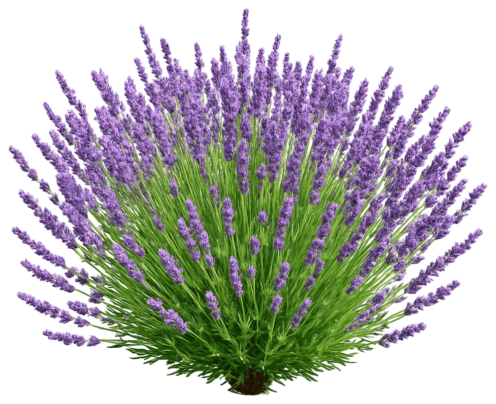 English Lavender 'Twickel Purple' (Lavandula Angustifolia 'Twickel Purple') - Perennials