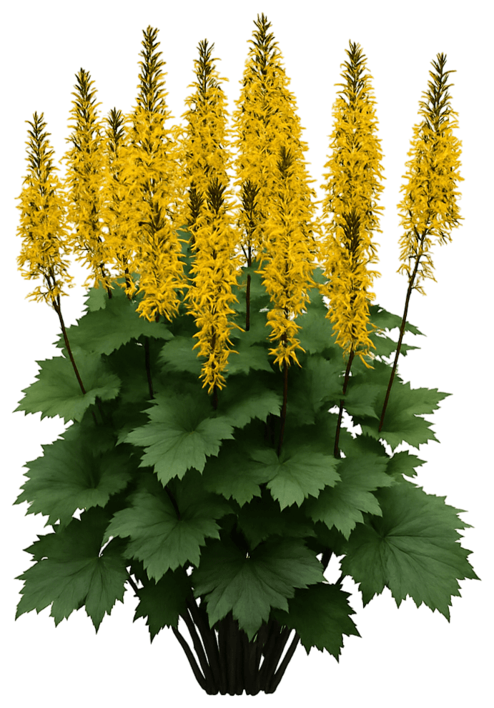 Ragwort 'Bottle Rocket' (Ligularia Hybrida Pp 24486 'Bottle Rocket') - Perennials