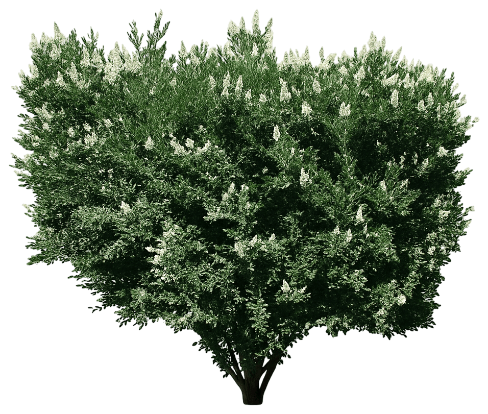 Cheyenne Privet 'Cheyenne' (Ligustrum Vulgare 'Cheyenne') - Ground Layers