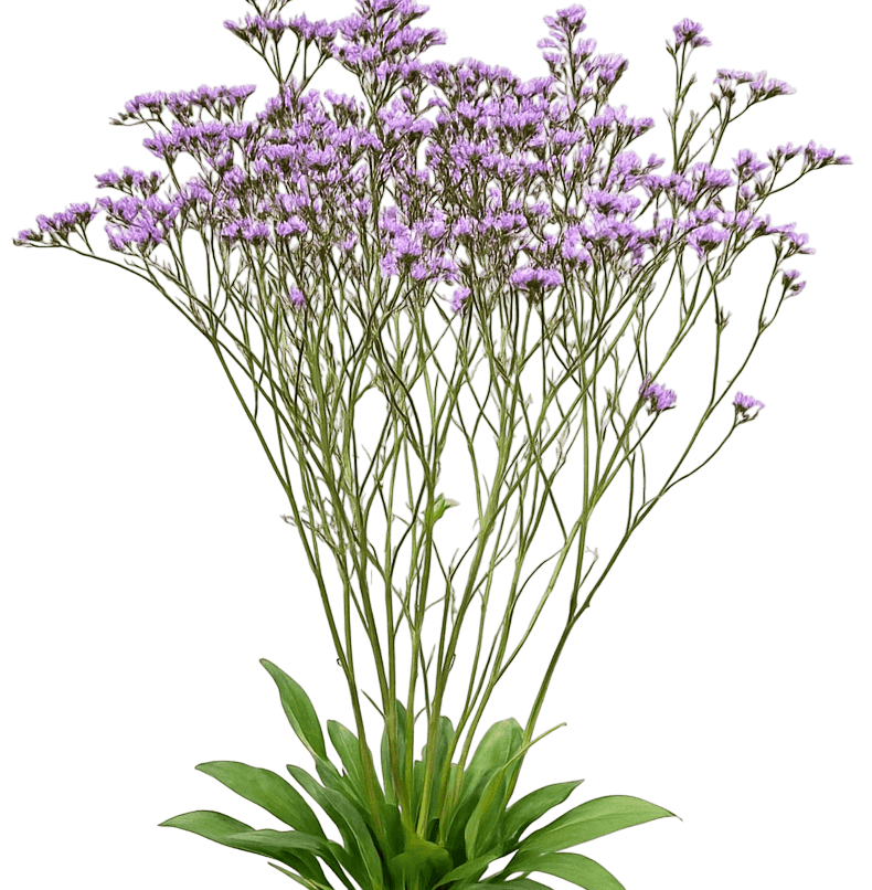 Statice Sea Lavender 'Ste 10' (Limonium Gmellinie Pp33240 Dazzle Rocks 'Ste 10') - Perennials