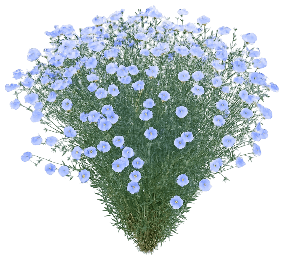 Blue Flax 'Bright Blue' (Linum Perenne 'Bright Blue') - Perennials
