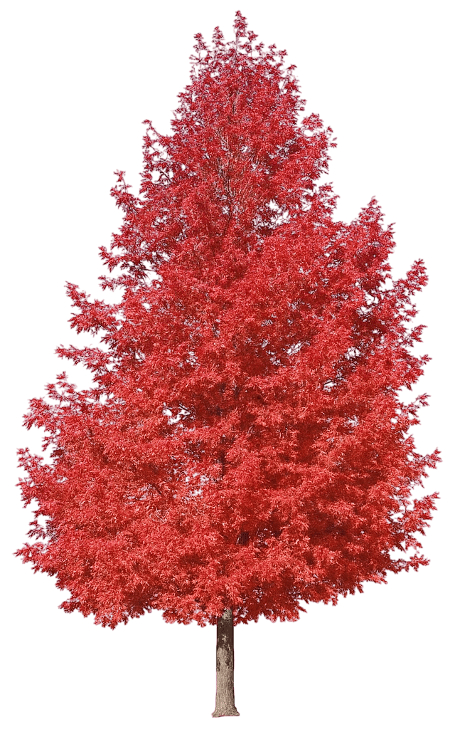 Sweetgum 'Firehouse' (Liquidambar Styraciflua 'Firehouse') - Shade Trees