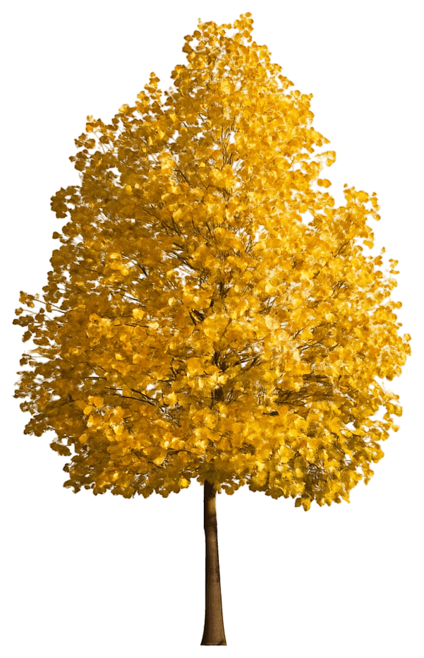 Tulip Tree (Liriodendron Tulipifera 'Jfs-Oz Emerald City®) - Shade Trees