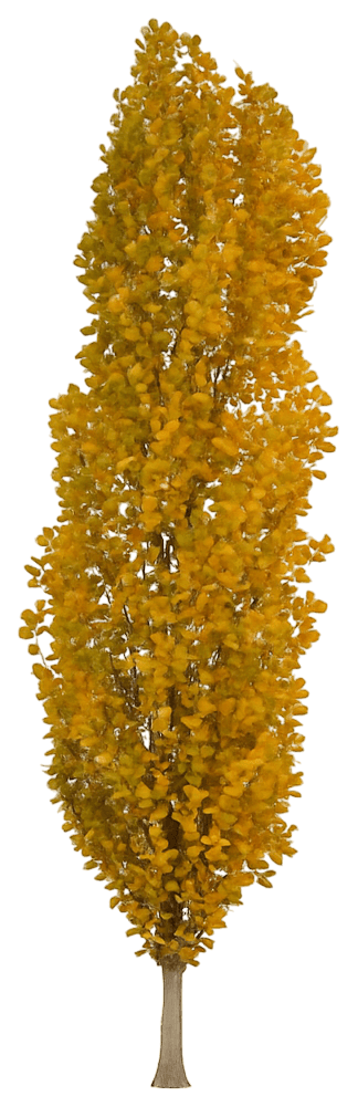 Columnar Tulip Tree (Liriodendron Tulipifera Fastigiata) - Flowering Trees