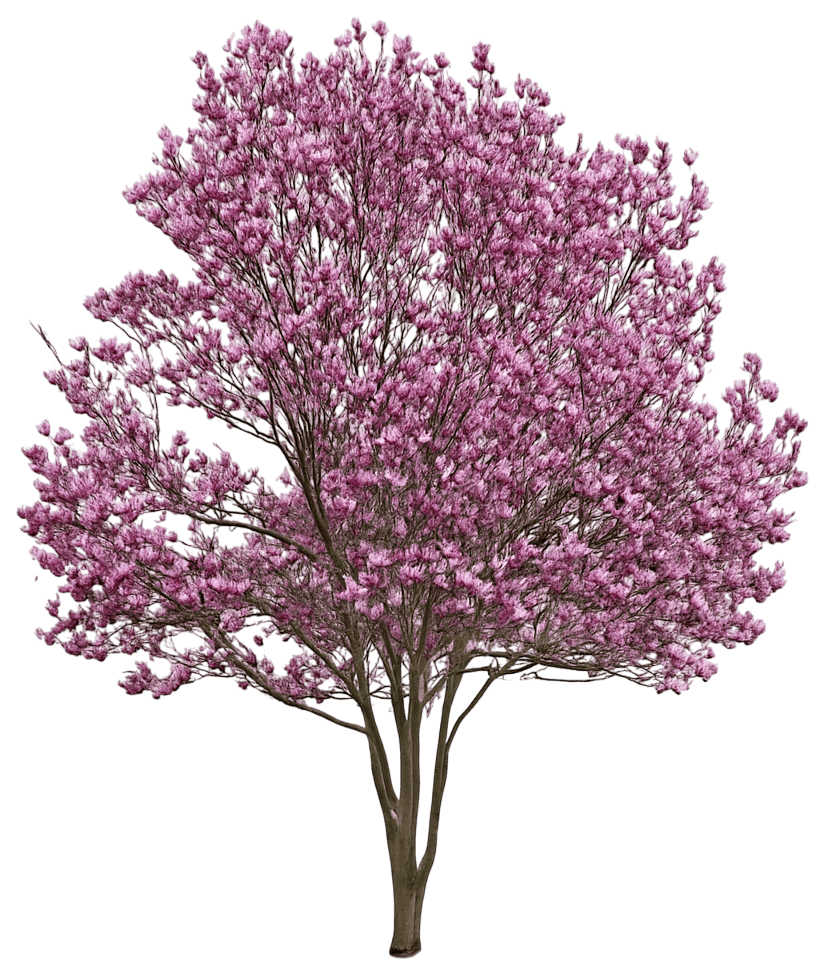 Pink - Purple Magnolia 'Galaxy' (Magnolia 'Galaxy') - Flowering Trees