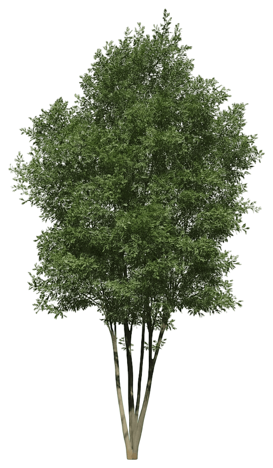 Sweet Bay Magnolia 'Jim Wilson' Moonglow® Moonglow® (Magnolia Virginiana 'Jim Wilson') - Flowering Trees