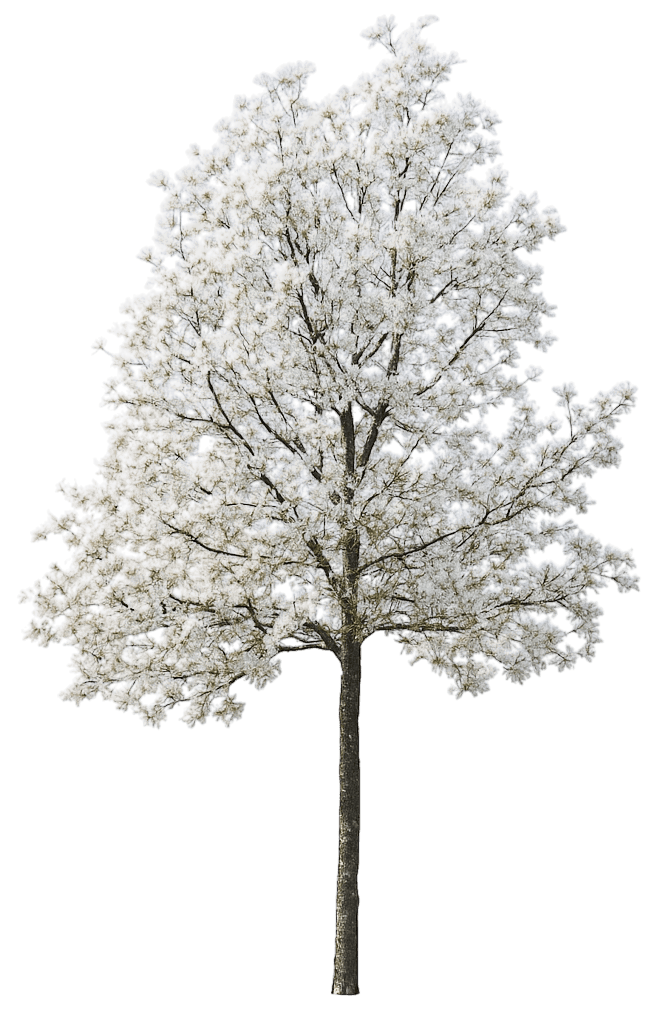 White Loebner Magnolia 'Merrill' (Magnolia X Loebneri 'Merrill') - Flowering Trees