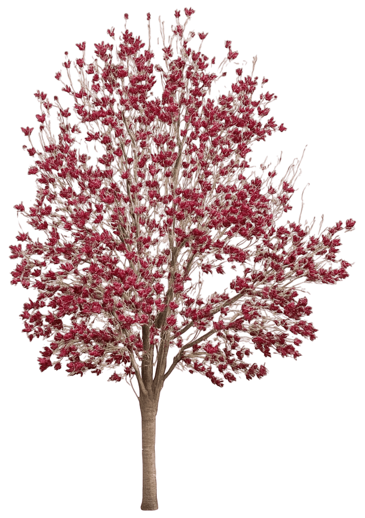 Pink Saucer Magnolia 'Jurmag1' Black Tulip™ Black Tulip™ (Magnolia X Soulangeana 'Jurmag1') - Flowering Trees