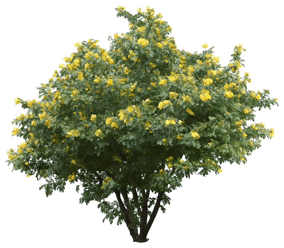 Oregon Grape (Mahonia Aquifolium) - Ground Layers