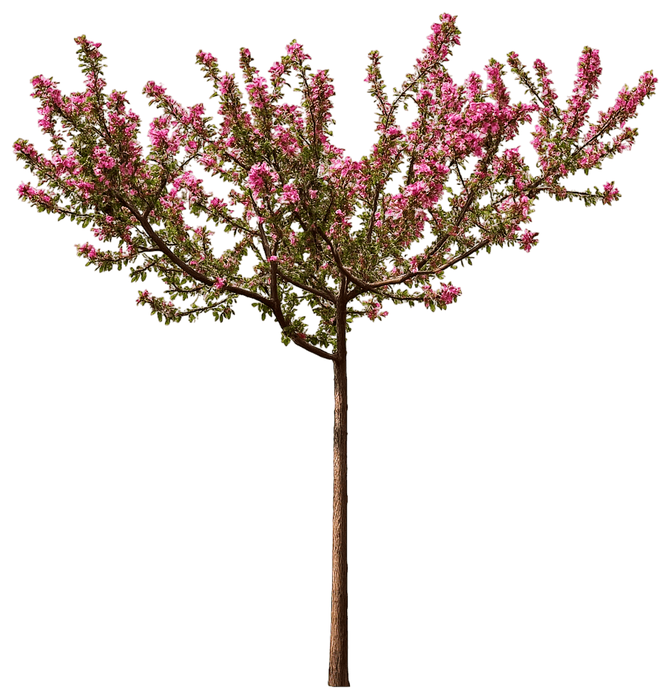 Pink Flowering Crabapple 'Coralcole' Coralburst® Coralburst® (Malus 'Coralcole') - Flowering Trees