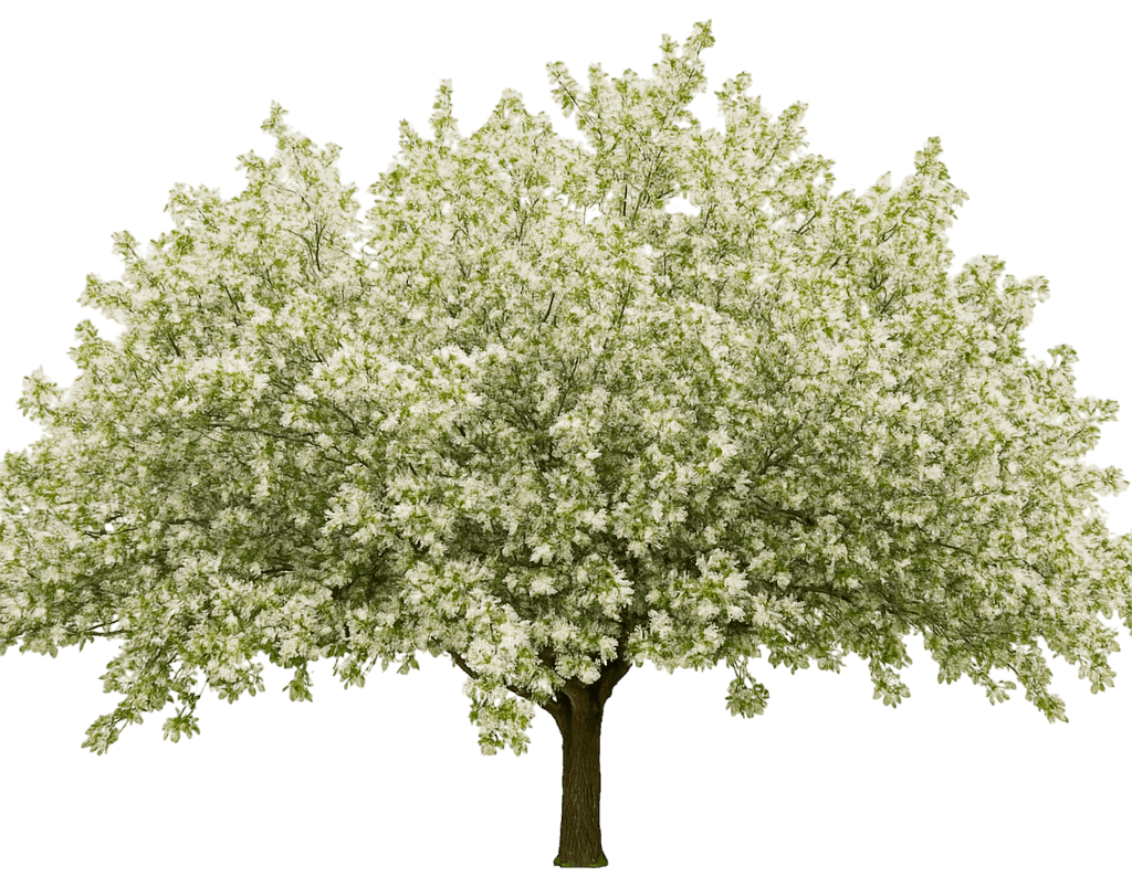 Flowering Crabapple 'Donald Wyman' (Malus 'Donald Wyman') - Flowering Trees