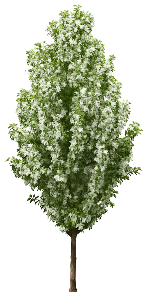 Columnar Flowering Crabapple 'Jfs Kw214Mx' Pp31076 Ivory Spear® Pp31076 Ivory Spear® (Malus 'Jfs Kw214Mx') - Flowering Trees