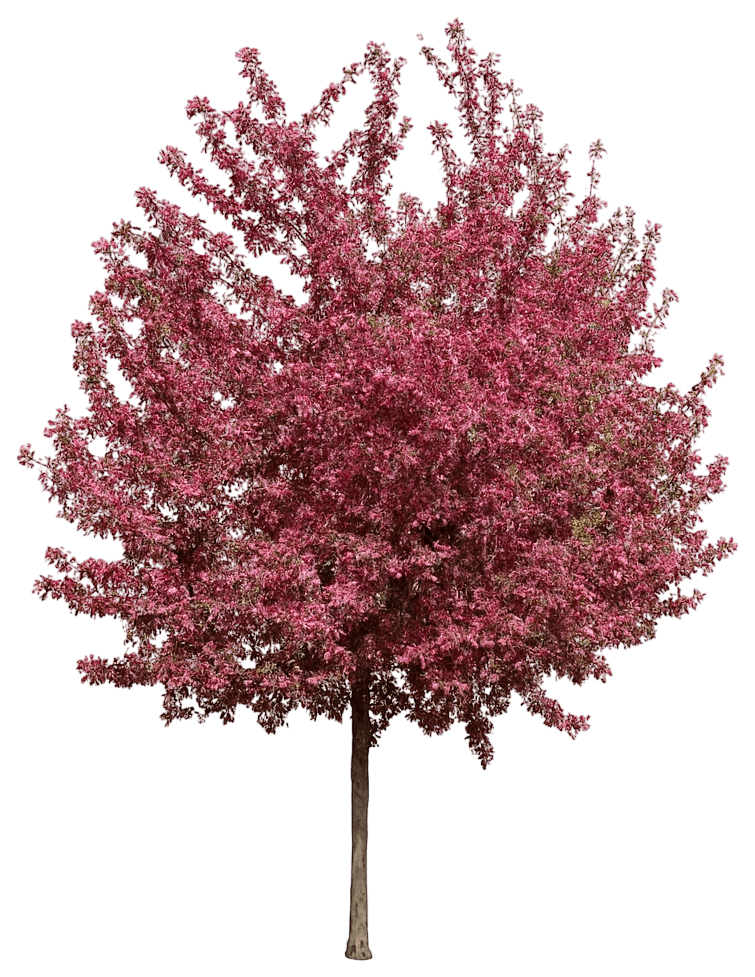 Flowering Crabapple 'Jfs Kw5' Pp14375 Royal Raindrops® Pp14375 Royal Raindrops® (Malus 'Jfs Kw5') - Flowering Trees