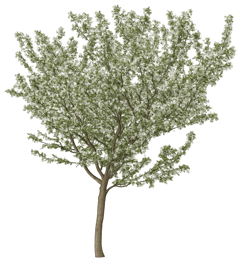 White Flowering Crabapple 'Jarmin' Pp14337 Marilee® Pp14337 Marilee® (Malus 'Jarmin') - Flowering Trees