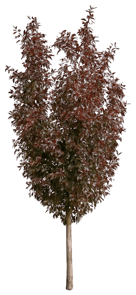 Columnar Crabapple 'Velvetcole' Velvet Pillar™ Velvet Pillar™ (Malus 'Velvetcole') - Flowering Trees