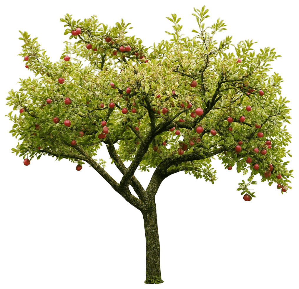 Apple Fruit Tree 'Fuji' (Malus Domestica 'Fuji') - Fruit Trees