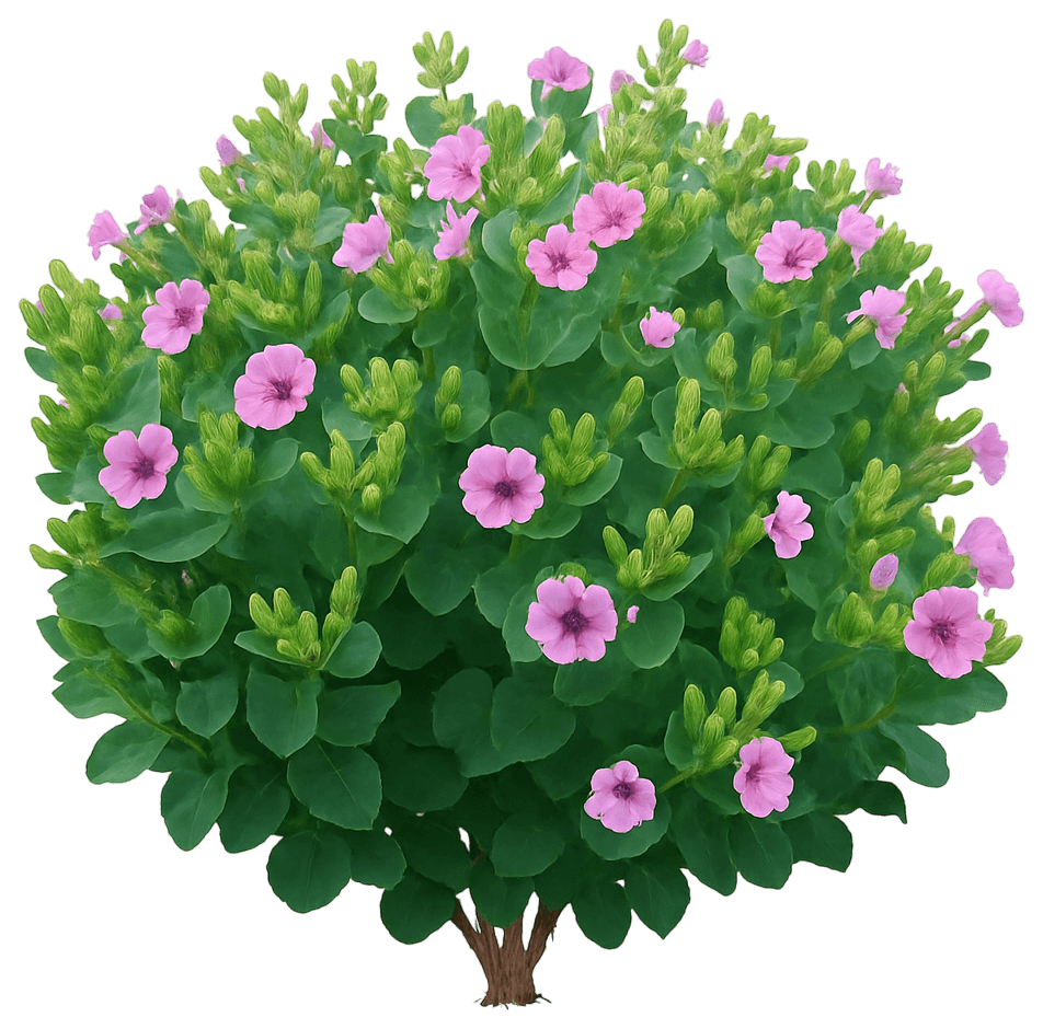 Desert Four O'Clock (Mirabilis Multiflora) - Perennials