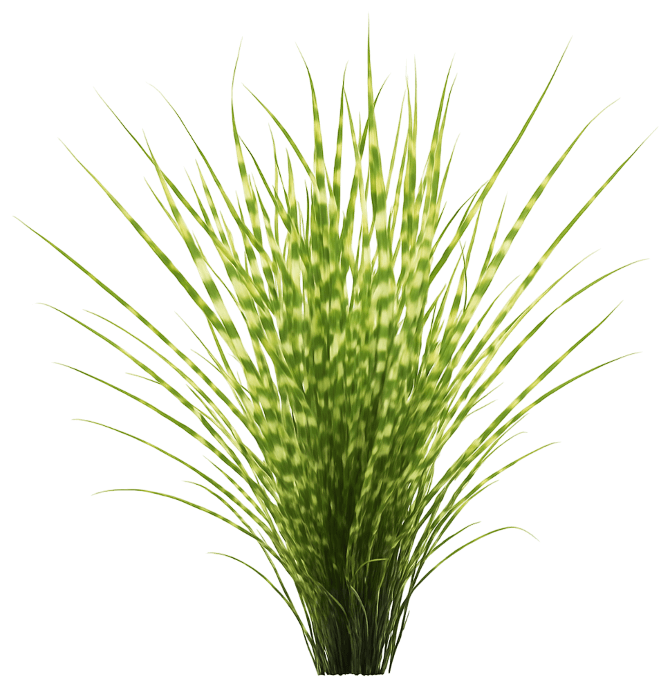 Dwarf Maiden Grass 'Gold Bar' (Miscanthus Sinensis 'Gold Bar') - Grasses