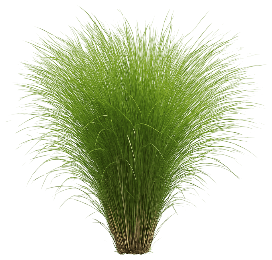 Maiden Grass (Miscanthus Sinensis 'Gracillimus') - Grasses