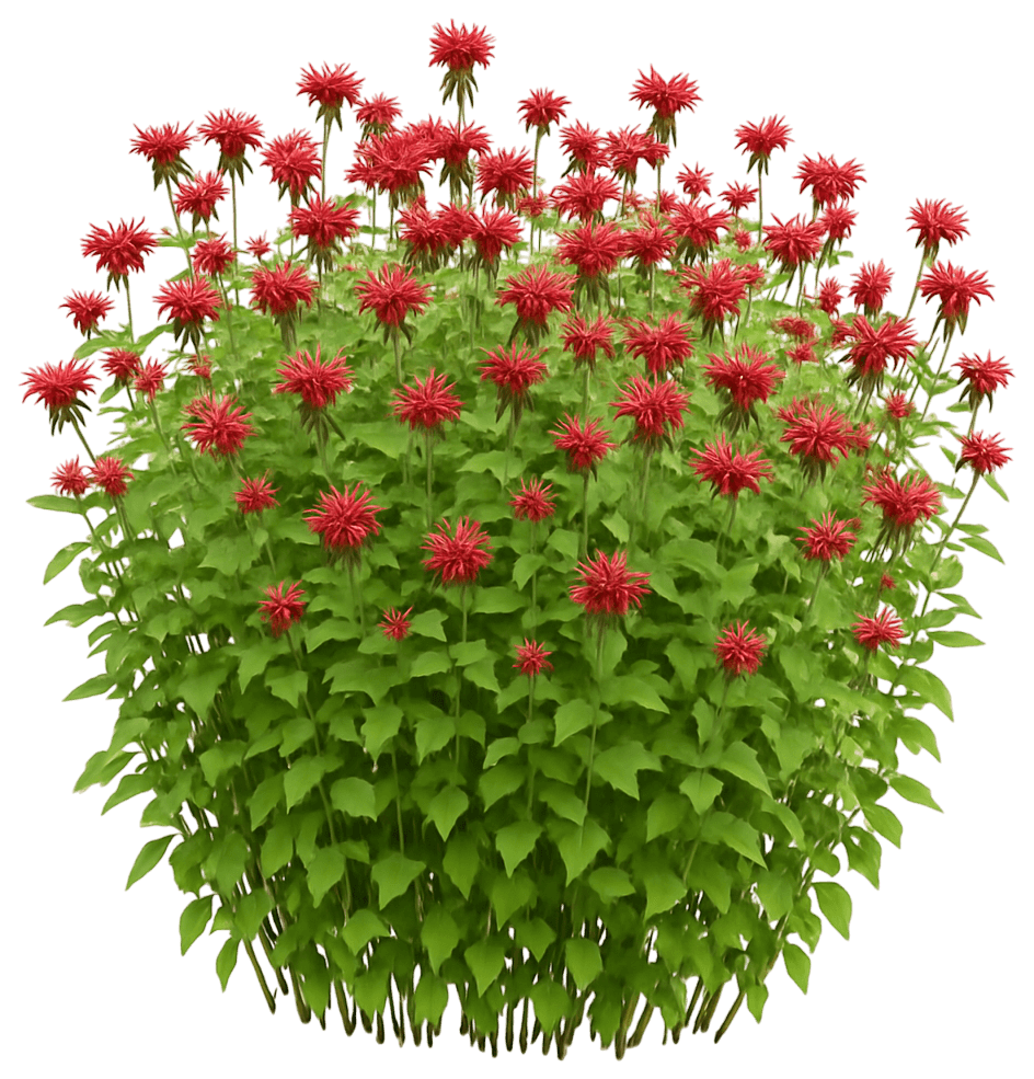 Bee Balm 'Cambridge Scarlet' (Monarda 'Cambridge Scarlet') - Perennials