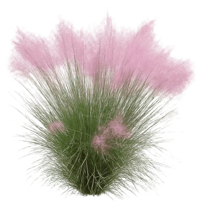 Muhly Grass 'Pund01S' Undaunted® Undaunted® (Muhlenbergia Reverchonii 'Pund01S') - Grasses