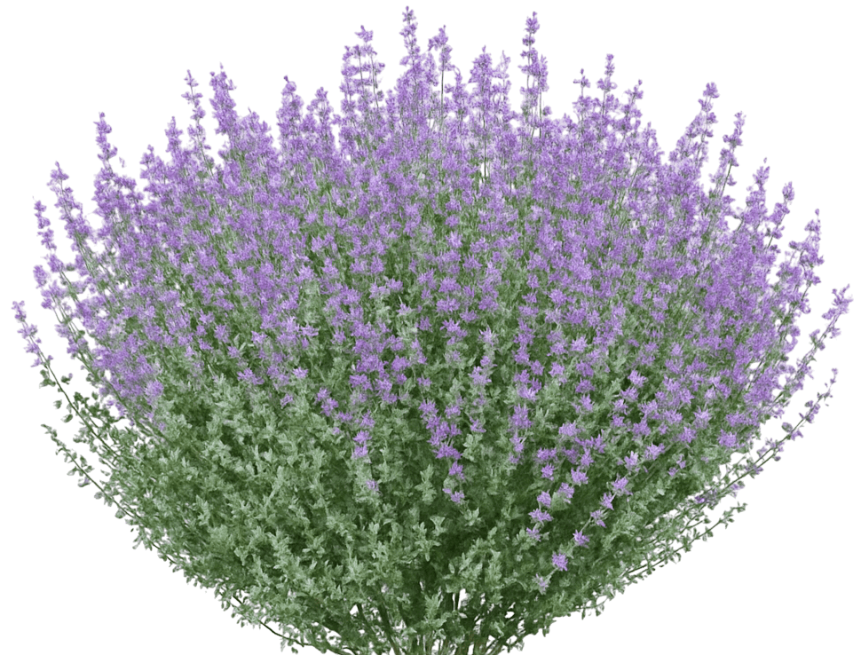 Catmint 'Dropmore' (Nepeta X Faassenii 'Dropmore') - Perennials