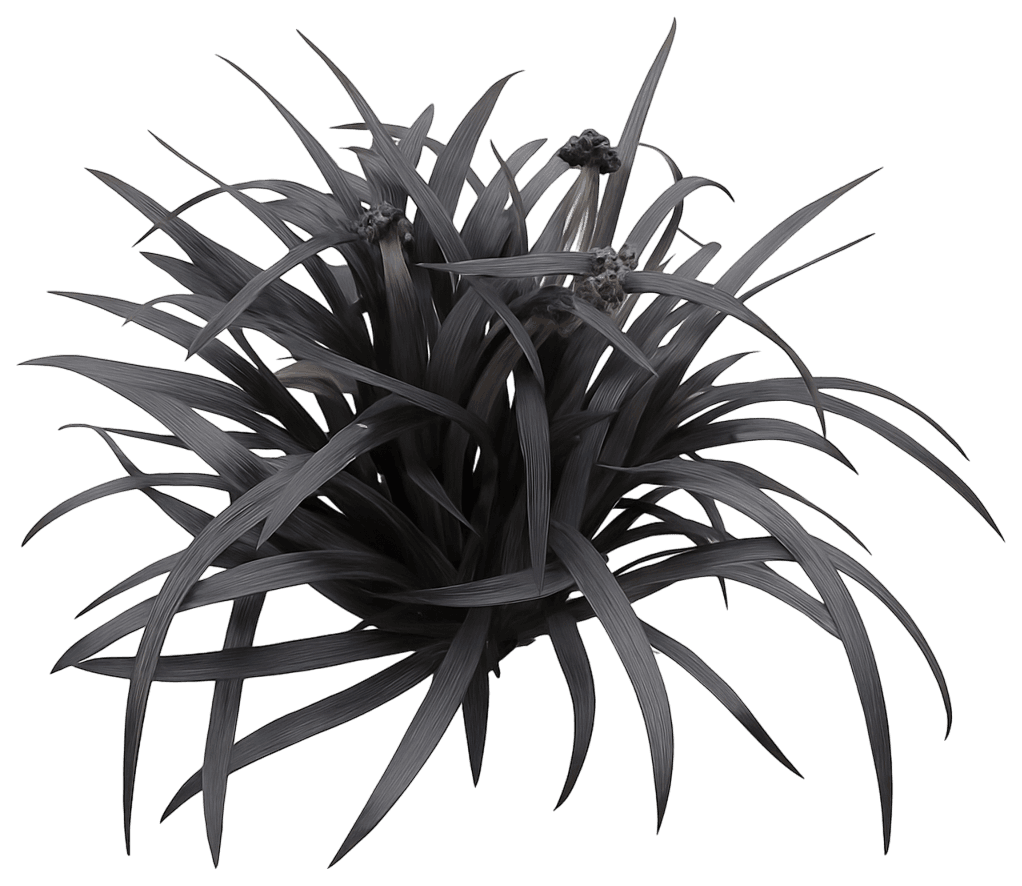 Black Mondo Grass 'Nigrescens' (Ophiopogon Planiscapus 'Nigrescens') - Perennials