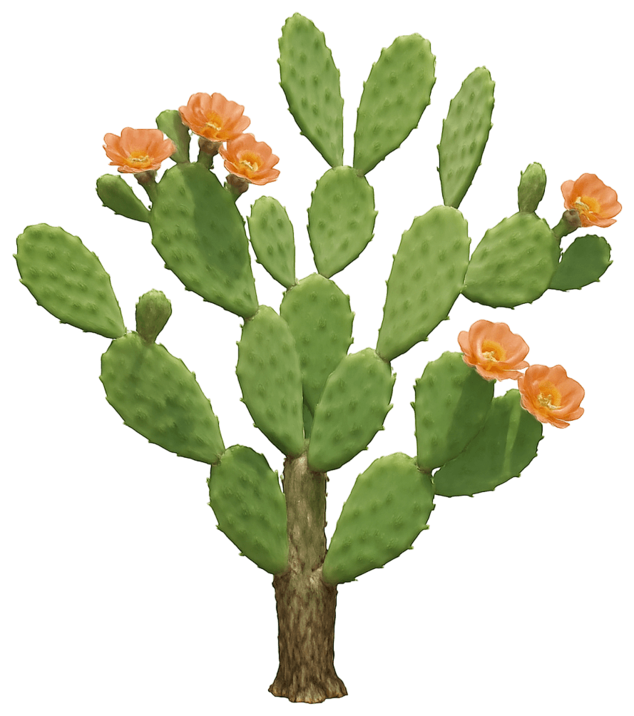 Prickly Pear Cactus 'Apricot Glory' (Opuntia Walk In Beauty™ 'Apricot Glory') - Succulents
