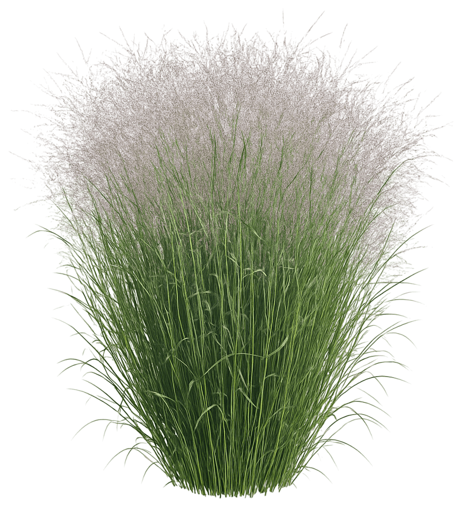 Switch Grass 'Purple Tears' (Panicum Virgatum Pp28518 'Purple Tears') - Grasses