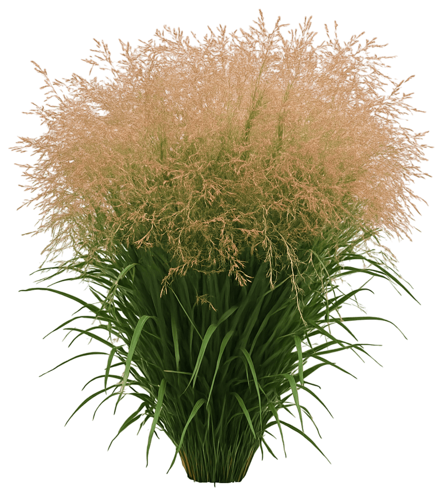 Switch Grass 'Nonesory' Smoky Rose® Smoky Rose® (Panicum Virgatum Dream Catcher® 'Nonesory') - Grasses