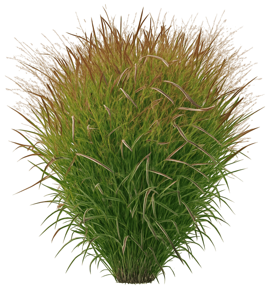 Switch Grass (Panicum Virgatum Dream Catcher® Autumn Gold®) - Grasses