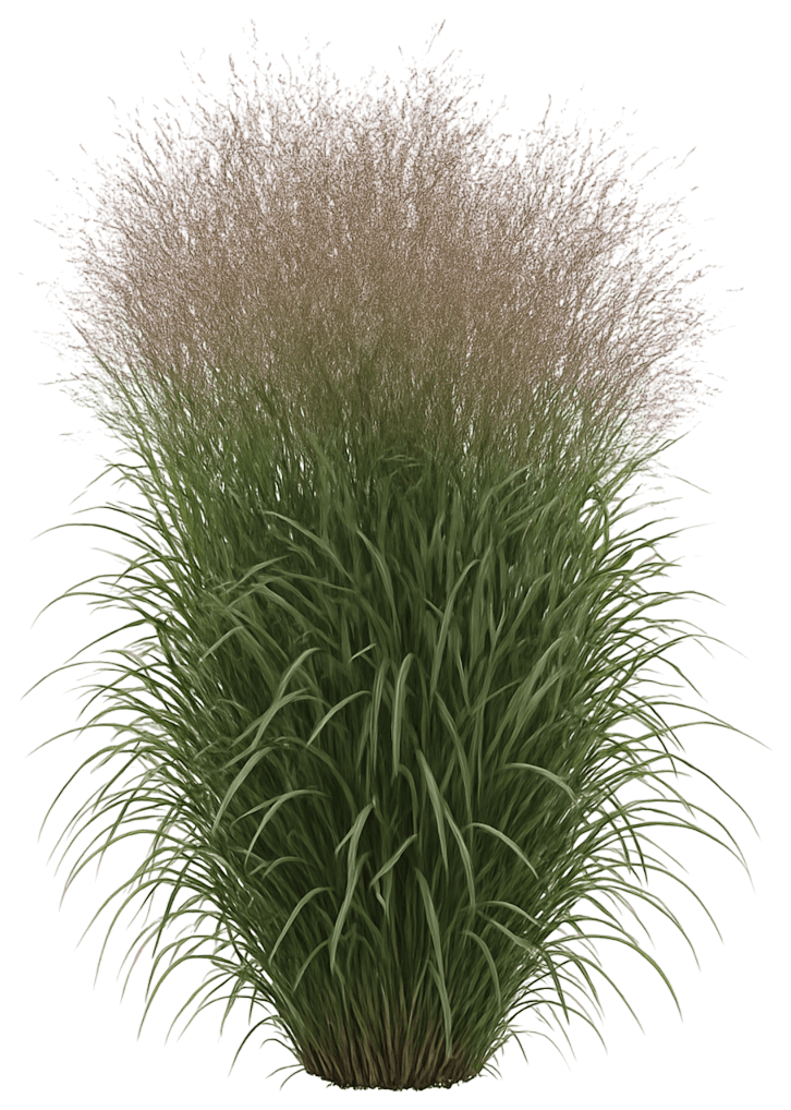 Switch Grass 'Apache Rose' (Panicum Virgatum Prairie Winds® 'Apache Rose') - Grasses