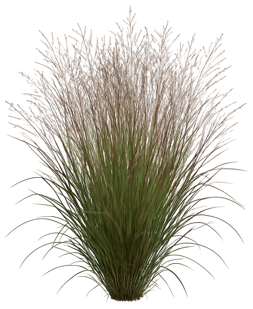 Switch Grass 'Cheyenne Sky' (Panicum Virgatum Prairie Winds® Pp23209 'Cheyenne Sky') - Grasses