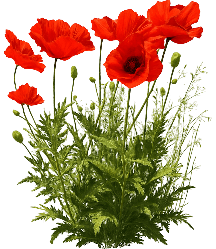 Oriental Poppy 'Beauty Of Livermore' (Papaver Orientale 'Beauty Of Livermore') - Perennials