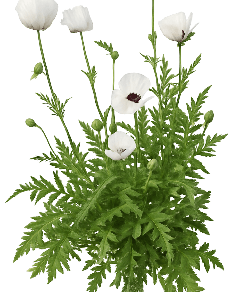 Oriental Poppy 'Royal Wedding' (Papaver Orientale 'Royal Wedding') - Perennials