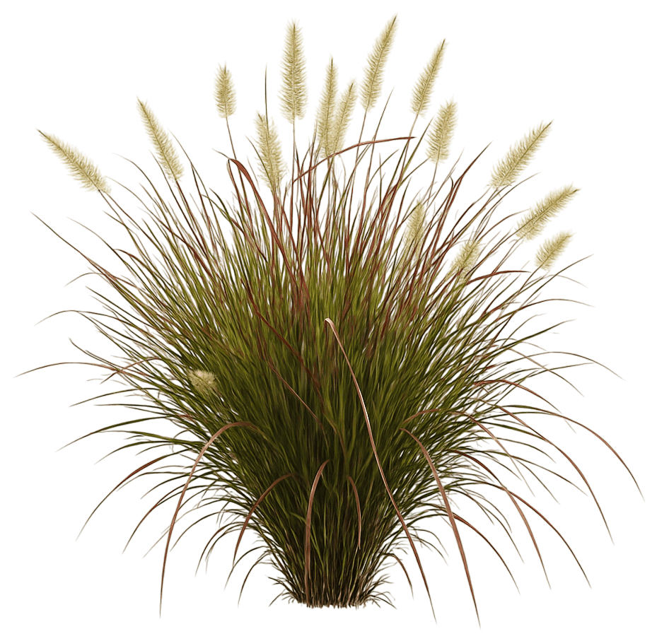 Dwarf Fountain Grass 'Burgundy Bunny' (Pennisetum Alopecuroides Pp21917 'Burgundy Bunny') - Grasses