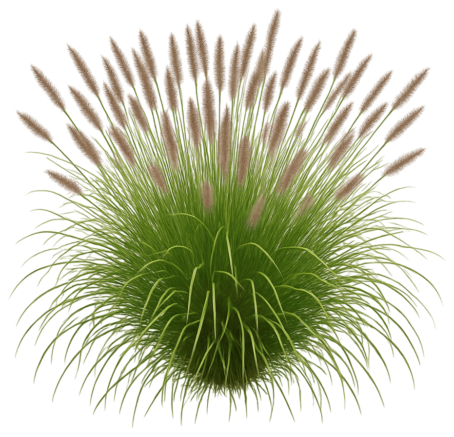 Dwarf Fountain Grass 'Puppy Love' (Pennisetum Alopecuroides 'Puppy Love') - Grasses